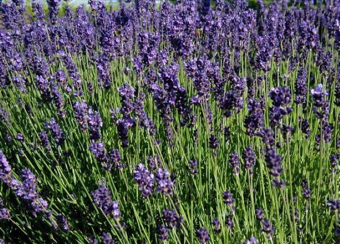 Lavandula angustifolia