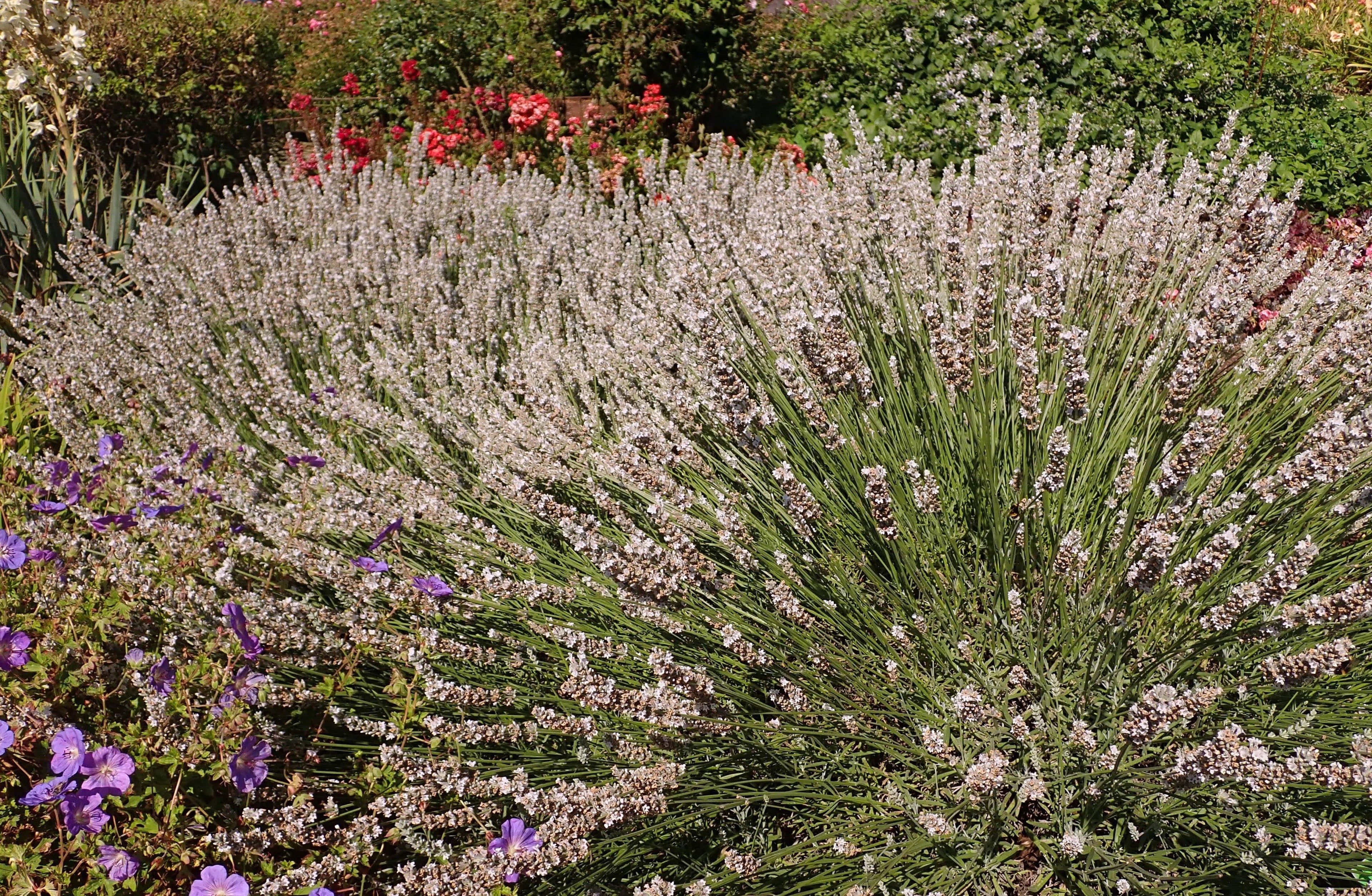 Lavandula intermedia 'Edelweiss'