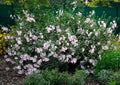 Lavatera Barnsley'