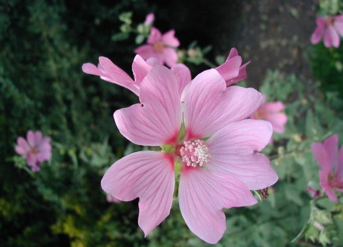 Lavatera Rosea'