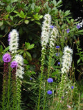 Liatris spicata 'Alba'
