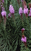 Liatris spicata 'Kobold'