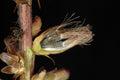 Liatris spicata