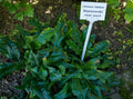 Limonium latifolium