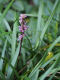 Liriope muscari 'Moneymaker'