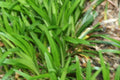 Liriope muscari 'Monroe White'