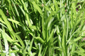 Liriope muscari 'Royal Purple