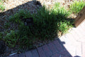 Liriope muscari