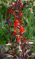Lobelia Queen Victoria'