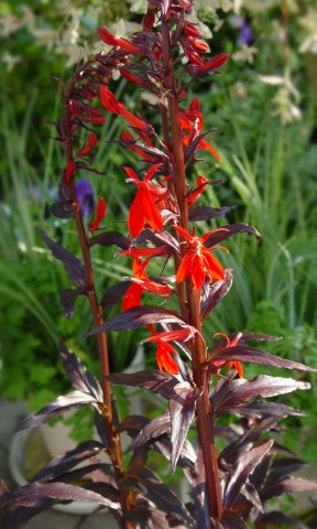 Lobelia Queen Victoria'