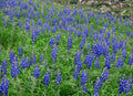 Lupinus Gallery Blue'