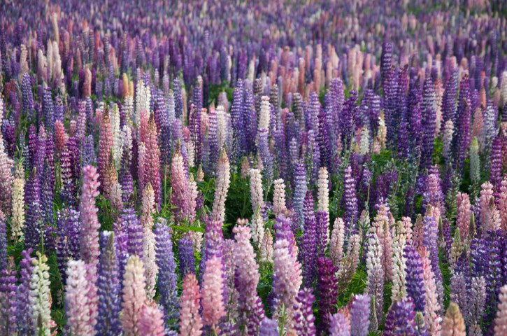 Lupinus Gallery Pink'