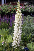 Lupinus Gallery White'