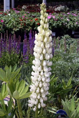 Lupinus Gallery White'