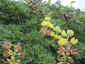 Lupinus Gallery Yellow'
