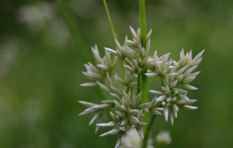 Luzula nivea