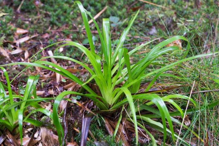 Luzula sylvatica