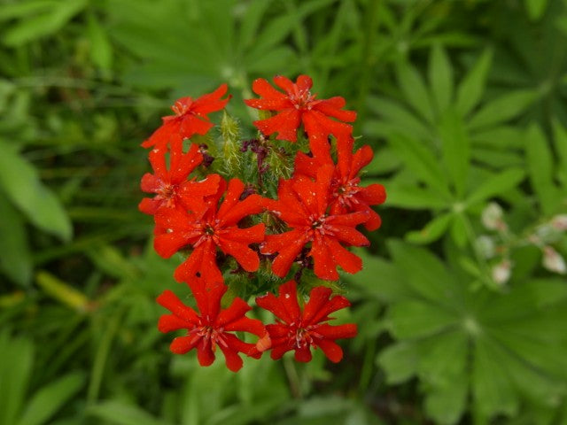 Lychnis chalcedonica