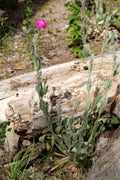 Lychnis coronaria