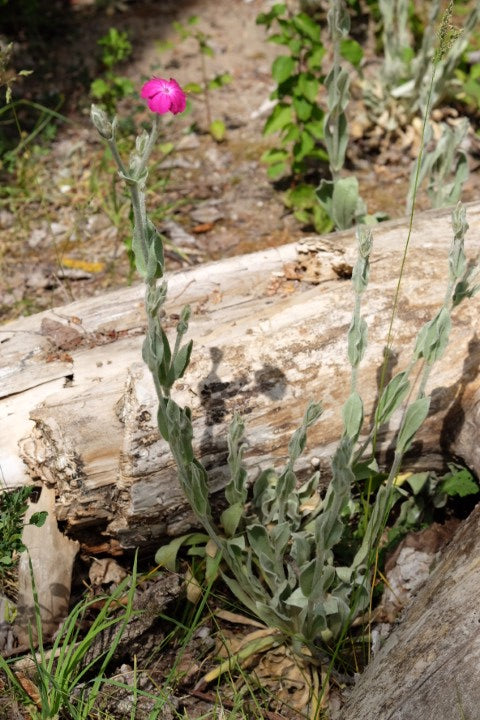 Lychnis coronaria