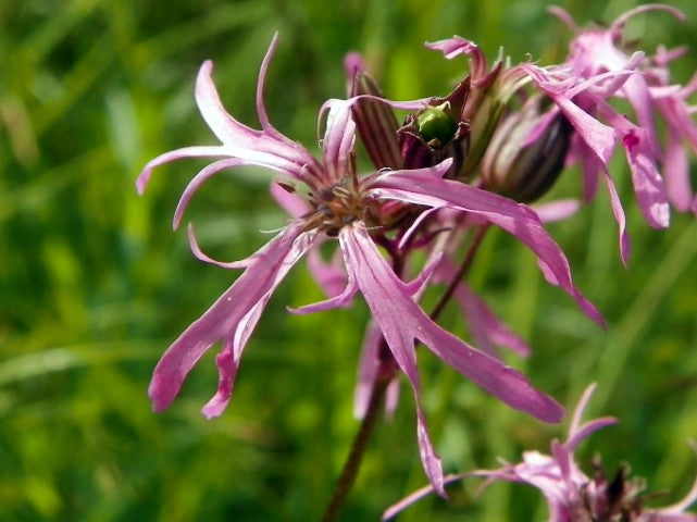 Lychnis flos-cuculi