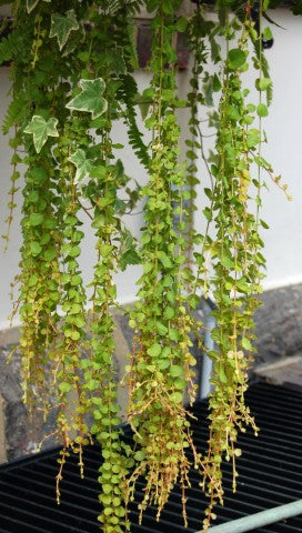 Lysimachia nummularia 'Aurea'