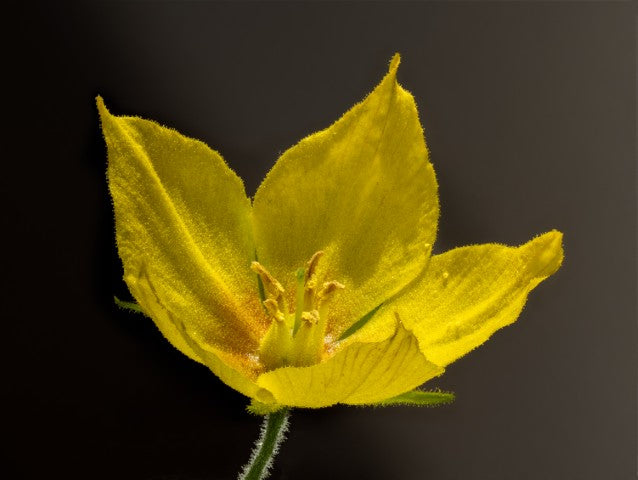 Lysimachia punctata