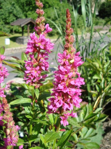 Lythrum salicaria 'Robert'