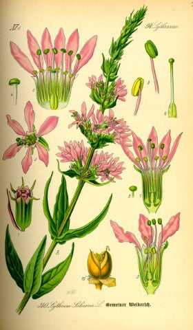 Lythrum salicaria