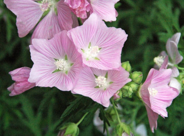 Malva alcea 'Fastigiata'