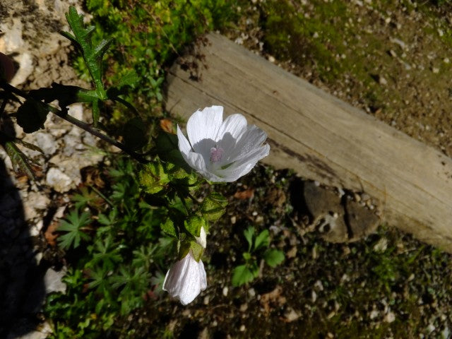 Malva moschata 'Alba'