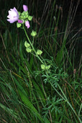 Malva moschata