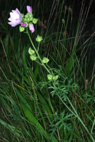 Malva moschata