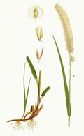 Melica ciliata