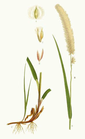 Melica ciliata