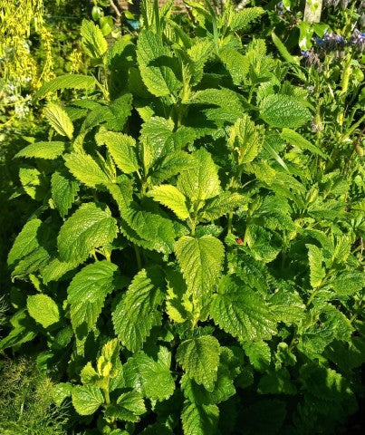Melissa officinalis