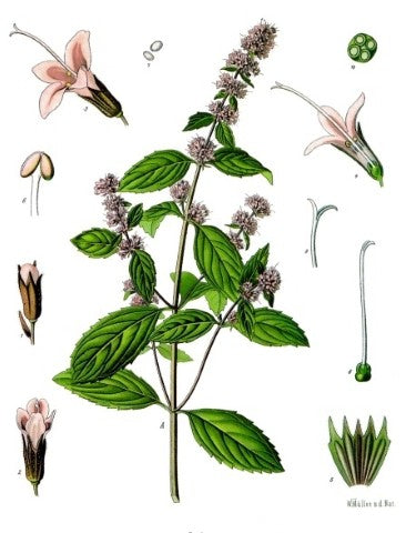 Mentha piperita