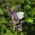 Mentha spicata