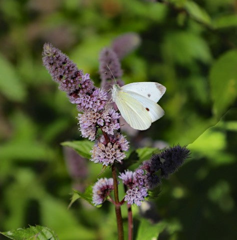 Mentha spicata