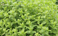 Mentha spicata 'Moroccan'