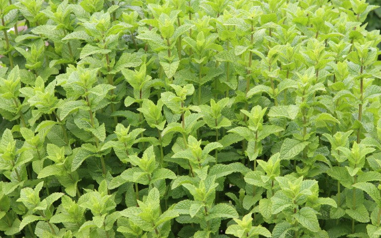Mentha spicata 'Moroccan'