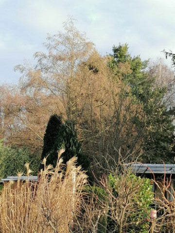 Miscanthus sinensis