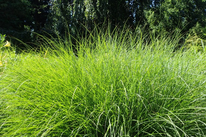 Miscanthus sinensis 'Gracillimus'