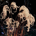 Miscanthus sinensis 'Malepartus'