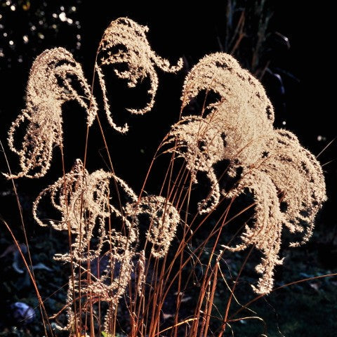 Miscanthus sinensis 'Malepartus'