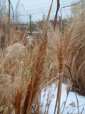 Miscanthus sinensis 'Silberfeder'