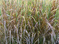 Miscanthus sinensis 'Strictus'