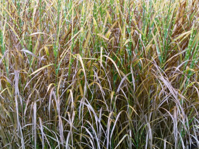 Miscanthus sinensis 'Strictus'