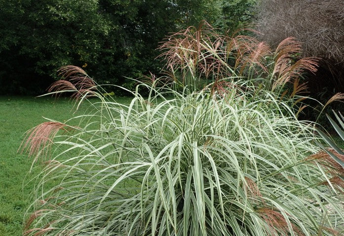 Miscanthus sinensis 'Variegatus'