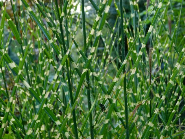 Miscanthus sinensis 'Zebrinus'